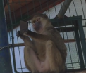 O maimuta de la ZOO Brasov a furat un smartphone de la un turist. Ce a urmat a facut deliciul tuturor. VIDEO