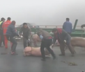 Trafic blocat ore intregi pe o autostrada din China, dupa ce un camion plin cu porci s-a rasturnat. VIDEO