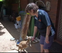 O australianca a deschis o cresa pentru canguri orfani la ea acasa. De 20 de ani ii ingrijeste si le ofera adapost