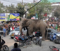 Panica intr-un oras din India dupa ce un elefant a distrus 100 de case. Motivul pentru care a reactionat atat de violent - FOTO