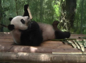 Eveniment pe cat de rar, pe atat de dragalas la o menajerie din China. Cum arata trei pui de Panda