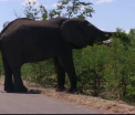 Fructele cu care elefantii din Africa de Sud se "imbata" zilnic. Disperati, localnicii au luat o masura inedita