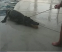 Aligator de trei metri lungime descoperit de un barbat din Florida in piscina. Cum a ajuns reptila in curtea lui