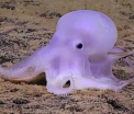 "Caracatita fantoma", o noua specie descoperita de oamenii de stiinta. Ce este neobisnuit la ea - FOTO