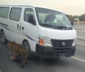 Un tigru a fost filmat plimbandu-se printre masini in plina zi, in capitala Qatar-ului - FOTO