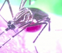 Lupta contra virusului Zika. Cercetatorii se pregatesc sa trimita la atac armata de tantari modificati genetic