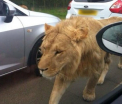 Un leu a ajuns pe strazile capitalei Kenyei. In acest timp, unii incercau sa-si faca selfie-uri cu animalul. VIDEO
