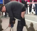 Momentul in care doua maimute si-au lasat dresorul in lenjerie intima, in plina strada. Imaginile au ajuns virale - VIDEO