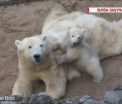 Imagini induiosatoare cu un ursulet polar care incearca prin orice mijloc sa ii atraga atentia mamei sale - VIDEO 