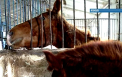 Caii infometati si chinuiti de la scoala de hipism din capitala si-au REVENIT. Cum arata acum animalele