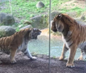Cea mai groaznica trezire de dimineata. Imaginile surprinse de o familie intr-o gradina zoologica - VIDEO