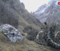 Ritualul de imperechere al leoparzilor de zapada, fotografiat pentru prima data in istorie. Unde a fost surprinsa scena - VIDEO
