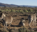Scena revoltatoare la o gradina zoologica din Norvegia. Ce au facut ingrijitorii cu corpul unei zebre eutanasiate