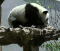 Sapte ursi panda s-au mutat in "casa noua". Cum s-au prezentat in fata jurnalistilor prezenti la eveniment