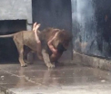 Cine este tanarul care s-a aruncat dezbracat in cusca leilor, la zoo. Mesajul din biletul descoperit in hainele abandonate