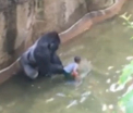 O gorila de 17 ani a fost impuscata dupa ce un baietel a cazut in tarcul animalului, la zoo. Ce a incercat sa faca masculul - VIDEO