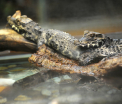 Femeie ucisa de crocodil in timp ce se scalda noaptea in Australia. Ultimele ei cuvinte inainte de a fi trasa in apa