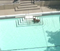 Urs toropit de caldura filmat in timp ce se racorea in piscina unei vile. Proprietarii au privit totul de la balcon