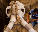 Descoperirea impresionanta facuta in Mexic. Ramasite vechi de 14.000 de ani au fost gasite sub un drum de pamant