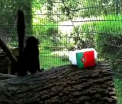 Ce pronostic au dat animalele de la ZOO Targu-Mures pentru meciul Belgia - Tara Galilor. Lemurii au ghicit rezultatul de joi