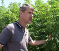 Planta cautata in toata lumea, pe care romanii au inceput din nou sa o cultive. Multi renuntasera de teama DIICOT-ului