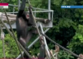 Drepturi pentru cimpanzei. O organizatie neguvernamentala cere unui tribunal din New York drepturi pentru animale