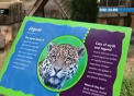 Incident dramatic la un zoo din SUA. Un baietel de 3 ani, scapat in cusca in care se aflau doi jaguari