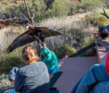 Imagini socante surprinse in timpul unui spectacol in Australia. Un vultur a incercat sa inhate un copil din tribune - FOTO