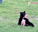 Imagini spectaculoase in SUA. Momentul in care o drona este atacata de un soim