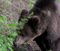 Specialistii cer aprobare pentru a-l omori pe ursul care a atacat o persoana in Brasov. "Este foarte periculos"