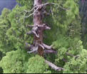 Arborele clonat care traieste 3.000 de ani si ar putea pune capat incalzirii globale. Un ONG il plateaza prin toata lumea