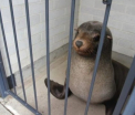 O foca a fost gasita dormind intr-o toaleta publica din Australia. Cum au reactionat autoritatile - FOTO 