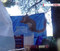 Veverita hoata, filmata in timp ce da atacul la proviziile unor tineri. A reusit sa desfaca borcanul cu nuci si alune