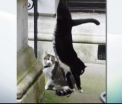 "Tensiuni" intre motanii guvernului britanic. Ce decizie a luat o asociatie pentru siguranta lui Larry si Palmerston