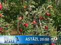 Astazi, la Stirile PRO TV: Un producator de mere din Soroca ne invata cum se cucereste Europa