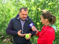 Fa-ti EUROPA ACASA! Un agricultor din Soroca a cucerit  Europa cu merele sale. Iata secretele din livada sa