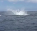 Surpriza de care au avut parte patru militari americani iesiti la pescuit. Ce a sarit din apa, la cativa metri de barca lor