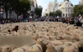 Mii de oi s-au plimbat in voie pe strazile din Madrid: Ce ii nemultumeste pe ciobanii spanioli