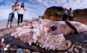 Un calamar urias a fost gasit de localnici pe o plaja din Spania. Cantareste 181 de kilograme