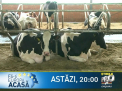 Astazi, la Stirile PRO TV: Respectul fata de animale - lege in Europa. In Moldova, insa, lucrurile stau exact invers