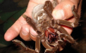 "Invazia tarantulelor" in California. Paianjenii ies de sub pamant in mai multe orase din SUA. VIDEO