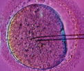 Cercetatorii au demontat o teorie veche de 200 de ani. Cum ar putea "crea copii" fara material genetic feminin