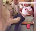 Un leu s-a repezit in direct la o fetita, in timpul unei emisiuni tv. Scenele cumplite care au urmat. VIDEO