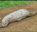 Din ce cauza nu s-a mai putut misca un piton lung de peste 6 metri. Ce se afla in stomacul sau e infiorator - VIDEO