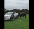 Scene de groaza pentru un tanar, care isi filmeaza tatal de 81 de ani incercand sa alunge un taur: "Tata, nu fii tampit!"