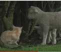 Cum arata motanul care s-a atasat atat de tare de cativa miei incat a ajuns sa se comporte ca ei - VIDEO