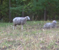 Moarte tragica pentru un padurar din judetul Vaslui, dupa ce s-a impiedicat si a cazut in lama cutitului: Isi vedea de meseria lui
