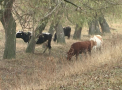 Vaca - marul discordiei in Orhei. Satenii care dau vina unul pe altul pentru ca animalul a cazut intr-o fantana: "Il dadeam in judecata"