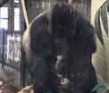 O gorila a evadat de la un zoo din Londra. Zeci de politisti au intervenit si au capturat-o dupa 90 de minute