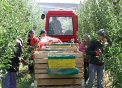 Sarbatoare umbrita de embargouri! Cum au marcat agricultorii din tara Ziua Fermierului